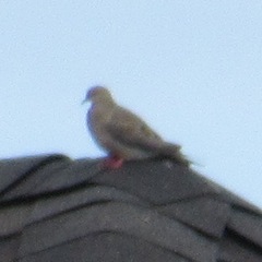 Zenaida macroura carolinensis