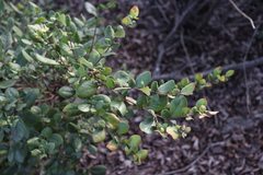 Azara integrifolia
