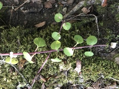 Plectranthus verticillatus