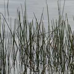 Eleocharis palustris