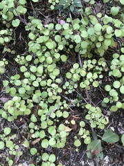 Plectranthus verticillatus