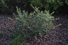 Azara integrifolia