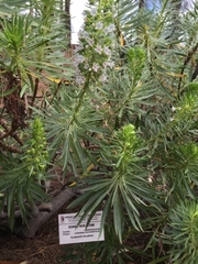 Echium aculeatum