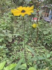 Rudbeckiinae