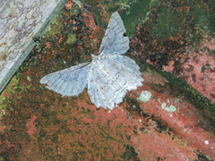 Epimecis
