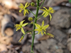 Bulbine frutescens