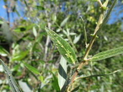 Aculus