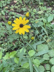 Rudbeckiinae