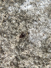 Psocidae