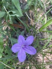 Ruellia caroliniensis