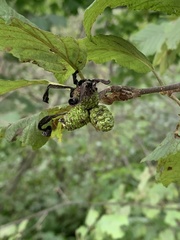 Taphrina robinsoniana