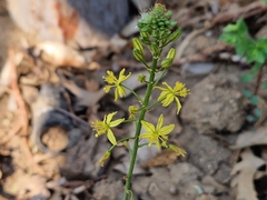 Bulbine frutescens