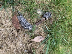 Vanellus chilensis chilensis