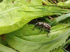 Liparus glabrirostris