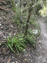 Agapanthus praecox