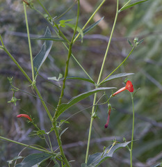 Ipomoea cristulata