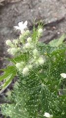 Cnidoscolus maculatus