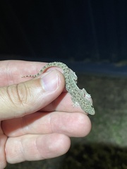 Hemidactylus parvimaculatus
