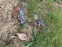 Vanellus chilensis chilensis