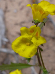 Hemimeris sabulosa