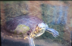 Trachemys venusta iversoni