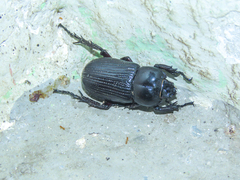 Phileurini