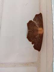 Sabulodes