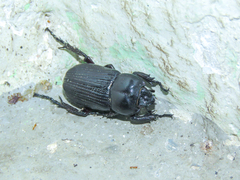 Phileurini