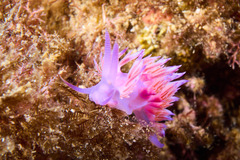 Flabellina affinis