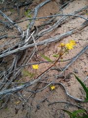Hemimeris sabulosa