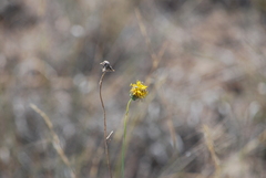 Thelesperma megapotamicum