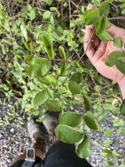 Symphoricarpos orbiculatus