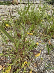 Panicum dichotomiflorum