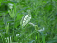 Chloris virgata