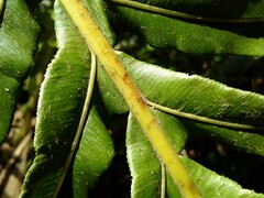 Neoblechnum brasiliense