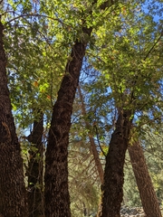 Quercus kelloggii