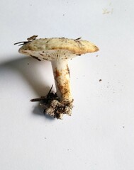 Lactifluus