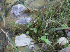 Hydrocotyle vulgaris