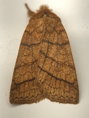 Pyreferra hesperidago