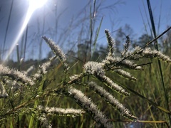 Eupatorium leptophyllum