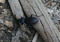 Carabus macrocephalus
