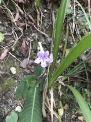 Streptocarpus rexii