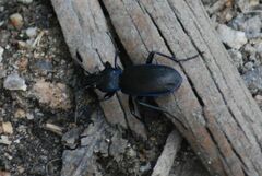 Carabus macrocephalus