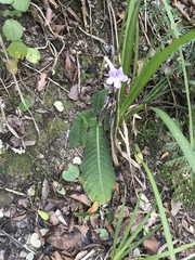 Streptocarpus rexii