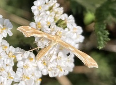 Gillmeria pallidactyla