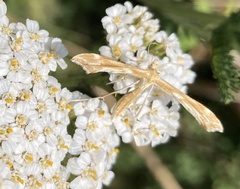 Gillmeria pallidactyla