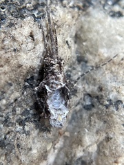 Petrobiinae