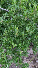 Celtis pallida