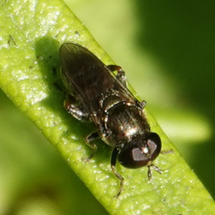 Eumerus