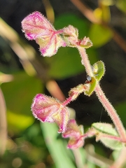 Mirabilis albida